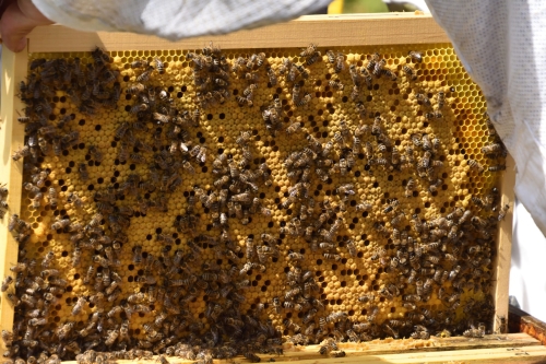 Des ruches à l'Abri'Contier - Photos de Yves Constantin